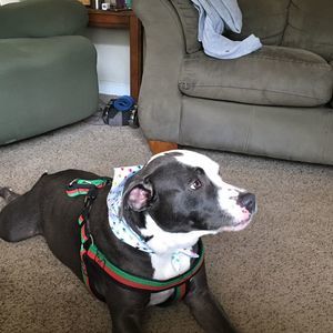 Meet your Posher, Roy